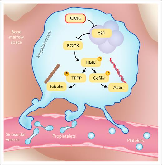 CK1α governs p21-mediated regulation of the ROCK-LIMK-TPPP-cofilin signaling pathway of actin-tubulin cytoskeletal organization, to facilitate polarization, polyploidization, and proplatelet formation in MKs during thrombopoiesis. Figure prepared by Diana Lim.