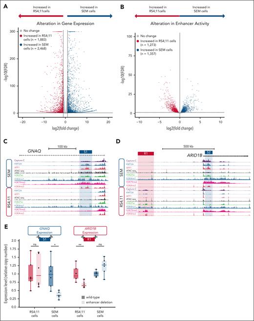 Differential enhancer regions in KMT2A::AFF1 cell lines are functional enhancers that drive differential gene expression. (A) Volcano plot of differentially expressed genes between RS4;11 (1883; red) and SEM cells (2468; blue) or no significant change (gray) from 3 biological replicates; false discover rate (FDR) of <0.05. (B) Volcano plot of enhancers with significantly increased accessibility in RS4;11 (1273; red) or SEM cells (1357; blue), or enhancers with unaltered accessibility (gray) from 8 biological replicates, FDR < 0.05. (C) Chromatin immunoprecipitation sequencing (ChIP-seq) tracks at the GNAQ locus for KMT2A, AFF1, H3K27ac, H3K4me1, H3K79me2, and H3K4me3 together with ATAC-seq and Capture-C in SEM cells using the GNAQ promoter as a viewpoint. The SEM-specific GNAQ enhancer (S1) is highlighted in blue. (D) ChIP-seq tracks at the ARID1B locus for KMT2A, AFF1, H3K27ac, H3K4me1, H3K79me2, and H3K4me3 together with ATAC-seq and Capture-C in SEM cells using the ARID1B promoter as a viewpoint. The RS4;11 specific intergenic enhancer (R1) is highlighted in red, and the SEM-specific intragenic enhancer (S2) is highlighted in blue. (E) Reverse transcription-qPCR comparing the expression of enhancer deletion mutants (light shading) with wild type (dark shading) in RS4;11 (red) or SEM cells (blue) when deleting either the intragenic GNAQ enhancer (S1; left) or ARID1B intergenic enhancer (R1; right). Significance of alterations in relative copy number were determined by a 2-sided t test with correction for multiple testing (Benjamini-Hochberg), n = 6 biological replicates. ∗Adjusted P value < .05; ∗∗P < .01. ns, not significant.