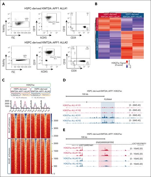Enhancer heterogeneity persists in genetically matched KMT2A::AFF1 leukemias derived from a single donor. (A) Representative flow cytometry plots of the sorting strategy used for KMT2A::AFF1 ALL samples. (B) Scaled H3K27ac level at the 500 most variable enhancer peaks between the 2 KMT2A::AFF1 models. (C) Tornado plot of H3K27ac CUT&Tag signal in 2 HSPC-derived KMT2A::AFF1 ALL models at the 500 most variable enhancer peaks, k-means clustering separates the regions into enhancers showing increased activity in KMT2A::AFF1 ALL 1 (top) vs KMT2A::AFF1 ALL 2 (bottom). (D) CUT&Tag for H3K27ac at the PLXNA4 locus, enhancer regions with increased activity in KMT2A::AFF1 ALL 1 are highlighted in blue. (E) CUT&Tag for H3K27ac at the ENSG00000287092 locus, enhancer regions with increased activity in KMT2A::AFF1 ALL 2 are highlighted in red. FSC, forward scatter; HSPC, hematopoietic stem and progenitor cell.