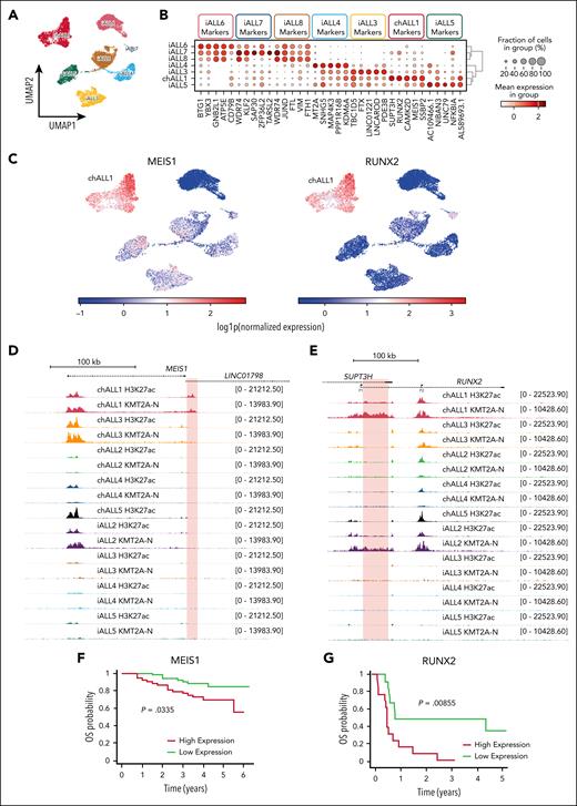 Differential enhancer activity in KMT2A::AFF1 patients drives oncogene specific expression such as at MEIS1 and RUNX2. (A) UMAP of single-nucleus gene expression (snGEX) for 4 KMT2A::AFF1 blast samples (chALL1, iALL3-5; VIVO Biobank, United Kingdom) and 3 single-cell GEX (scGEX) samples (EGAS00001003986). (B) Dot plot of marker gene analysis between 7 KMT2A::AFF1 blast samples, showing the top 5 marker genes per sample. (C) Normalized MEIS1 (left) and RUNX2 (right) expression in KM2TA::AFF1 sn/scGEX samples. (D) TOPmentation for H3K27ac and the N terminus of KMT2A (KMT2A-N) in KMT2A::AFF1 blast samples (VIVO Biobank, United Kingdom) at the MEIS1 locus. The chALL1 unique enhancer region downstream of MEIS1 is highlighted in red. (E) TOPmentation for H3K27ac and KMT2A-N in KMT2A::AFF1 blast samples at the RUNX2 locus. The chALL1- and iALL2-specific enhancer region upstream of RUNX2 is highlighted in red. (F) Survival curve comparing high (red) and low (green) MEIS1 expression in B-ALL. Data analyzed from COG P9906 childhood B-ALL clinical trial. (G) Survival curve comparing high (red) and low (green) RUNX2 expression in B-ALL. Data analyzed from the Eastern Cooperative Oncology Group E2993 adult B-ALL clinical trial. UMAP, uniform manifold approximation and projection.