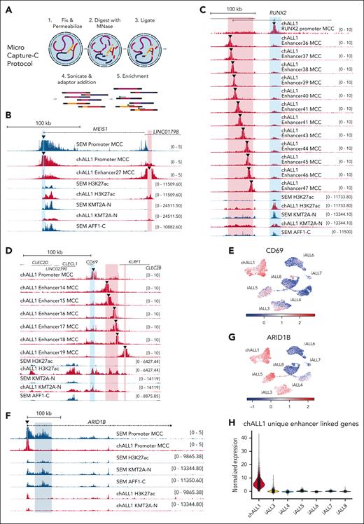 MCC reveals patient-specific enhancer-promoter interactions in primary patient cells. (A) A schematic for the MCC protocol. (B) MCC at the MEIS1 locus using the promoter (blue highlight) as the viewpoint (triangle) for SEM cells (blue) or chALL1 cells (red), or from the chALL1-unique enhancer region (enhancer 27; red highlight), together with TOPmentation for H3K27ac and KMT2A-N. (C) MCC at the RUNX2 locus in chALL1 cells using either the promoter (blue highlight) or open chromatin regions (enhancers 36-47) within the identified enhancer region (red highlight) as the viewpoint (triangle) together with TOPmentation for H3K27ac and KMT2A-N in SEM and chALL1 cells. (D) MCC at the CD69 locus in chALL1 cells using either the promoter (blue highlight) or open chromatin regions (enhancers 14-19) within the identified enhancer regions (red highlight) as the viewpoint (triangle) together with TOPmentation for H3K27ac and KMT2A-N in SEM and chALL1 cells. (E) Expression of CD69 in patients-derived KMT2A::AFF1 blast samples. (F) MCC for the ARID1B viewpoint (triangle) together with ChIP-seq for H3K27ac and KMT2A-N at the ARID1B locus. The SEM-specific intragenic enhancer is highlighted in blue. (G) Expression of ARID1B in patient-derived KMT2A::AFF1 blast samples. (H) Expression of genes linked to chALL1-unique enhancer regions between KMT2A::AFF1 single-cell blast samples.