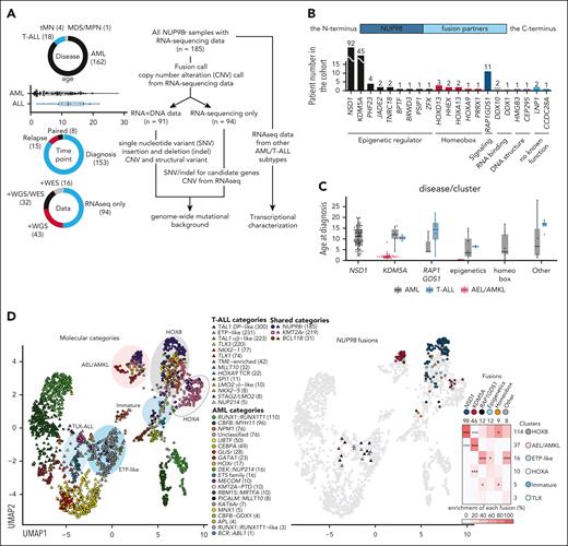 Heterogeneity of pediatric NUP98r leukemia. (A) Details of NUP98r leukemia samples (n = 185, left) and analytical pipelines (right). (B) Numbers and functional annotations of fusion partners in the study cohort. Colors indicate protein functional groups. (C) Age distribution related to fusion partners and disease types. Colors indicate disease types. (D) UMAP plots of the transcriptional cohort (n = 2321) colored according to leukemia subtypes (left), NUP98 fusion partners (middle), and enrichment of fusion partners in transcriptional clusters (right). The shapes of dots indicate disease types (circles, AML; triangles, ALL), and colors in the heat map indicate enrichment of fusions in each cluster. Asterisks indicate statistically significant adjusted P values from 2-sided Fisher’s exact tests and the Benjamini-Hochberg adjustment (∗P < .05; ∗∗∗P < .001; black: enriched, blue: exclusive). In panels A and C, lines of the box plots represent the 25% quantile, median, and 75% quantile, and the upper whisker represents the higher value of maxima or 1.5× interquartile range (IQR), and the lower whisker represents the lower value of minima or 1.5× IQR. Abbreviations in leukemia subtypes are found in supplemental Table 10. ETP, early T-cell precursor ALL; MDS/MPN, myelodysplastic syndrome/myeloproliferative neoplasms; tMN, therapy-related myeloid neoplasm; UMAP, uniform manifold approximation and projection.