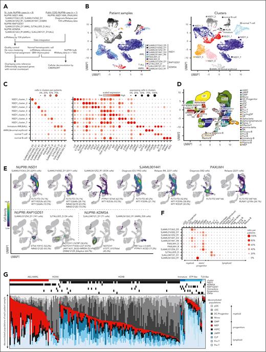 Varieties of cellular hierarchies in NUP98r leukemia. (A) Strategies for scRNAseq and deconvolution of bulk RNAseq data. (B) UMAP plots of patient samples colored by sample source (left) and transcriptional clusters (right). (C) Enrichment of cells in each cluster indicated by colors and sizes (left), and marker gene expression indicated by colors (averaged expression) and size (ratio of expressing cells: count >0 (right). (D) UMAP plot of reference bone marrow and thymocyte scRNAseq data, colored according to cell labels from the original reference data.43 (E) Distribution of patient sample scRNAseq on the reference data inferred by the MapQuery function in the Seurat package. Cells in normal hematopoietic cell clusters were excluded. Cells are colored according to the cell density on the UMAP plot. Cooperating mutations found in bulk samples are also shown. (F) Enrichment of cells with each cell label inferred by Seurat, indicated by colors and sizes. (G) Cellular component of bulk RNA samples (n = 185) inferred by CIBERSORT using a signature matrix derived from reference scRNAseq data. Bars are colored by cell populations in each sample. cDC, classic dendritic cell; CLP, common lymphoid progenitor; DP, CD4-CD8 double-positive T cell; GMP, granulocyte-monocyte progenitor; HSPC, hematopoietic stem and progenitor cell; NK, natural killer T cell; pDC, plasmacytoid dendritic cell; UMAP, uniform manifold approximation and projection.