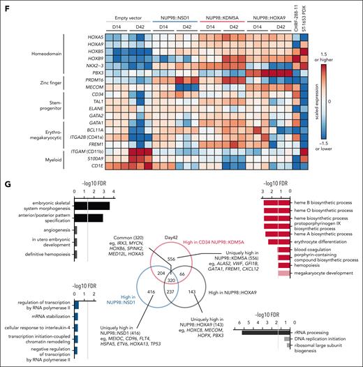 cbCD34 models recapitulate the phenotypes of NUP98r leukemia. (A) Experimental schema using cbCD34 models. (B) Colony-forming unit assays of cbCD34 models with empty control vectors or NUP98::NSD1, NUP98::KDM5A, or NUP98::HOXA9-expressing vectors. (C) Cell growth assays of cbCD34 models in liquid culture. (D) Flow cytometric analysis of cbCD34 models in liquid culture (top, CD34+; middle, CD11b+; bottom, CD41a+; population ratio, % in mCherry+ live cells). (E) Principal component analysis of RNAseq data from liquid culture. Colors indicate NUP98 fusions, and shapes indicate days after transduction. (F) Heat map showing expression of representative genes related to stemness or differentiation of hematopoietic cells. The colors of cells indicate expression levels normalized among samples, and genes are annotated on the left. (G) Comparison of differentially expressed genes in each cbCD34 model compared with empty vector controls at day 42. Venn diagram showing overlaps of highly expressed genes in each model (middle), and gene ontology term analyses of shared or specific differentially expressed genes are shown (left, right). Gray lines show −log10 FDR = 0.05. Data were obtained from 3 biological replicates (different lots of cord blood). In panels B-D, statistical tests were performed by a generalized linear mixed effect model with Poisson (B) and Gaussian (C-D) distributions, followed by comparison with empty vector control and the Benjamini-Hochberg adjustment, asterisks indicating adjusted P values, ∗P < .05. Error bars indicate mean ± standard error of the mean. FDR, false-discovery rate; PDX, patient-derived xenograft.