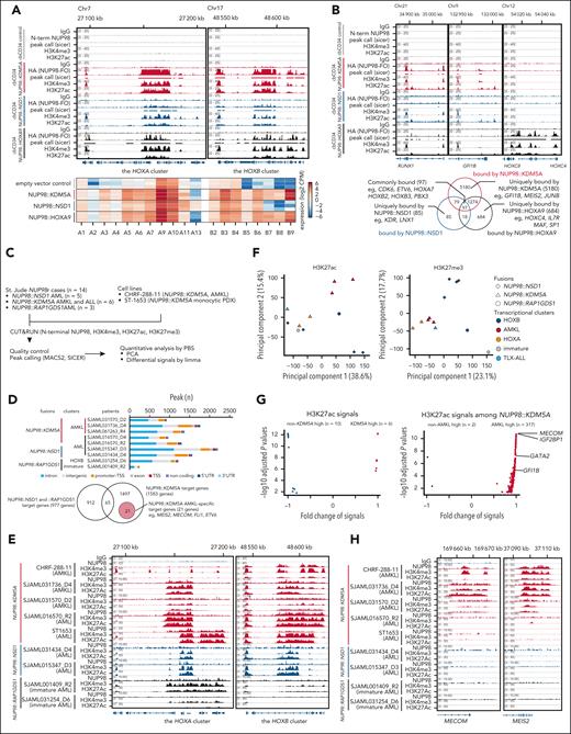 Differential gene regulation by NUP98-FOs. (A) Integrative Genome Viewer (IGV) tracks of the HOXA-B clusters from CUT&RUN using HA, H3K4me3, and H3K27ac antibodies in HA-tagged NUP98r cbCD34 models (top: empty vector control, gray; HA-NUP98::KDM5A, red; HA-NUP98::NSD1, blue; HA-NUP98::HOXA9, black), and heat map showing expression levels of HOXA-B genes (bottom). N-terminal NUP98 antibody was applied for the empty vector control. (B) IGV tracks of differentiation-related gene loci (top: RUNX1, GFI1B, and the HOXC cluster) and Venn diagram showing overlap of protein-coding genes with annotated peaks (bottom: false-discovery rate <0.00001). (C) CUT&RUN strategy from primary patient samples or NUP98::KDM5A cell lines (CHRF-288-11 and ST1653). (D) Counts of peaks from the N-terminus NUP98 antibody in primary samples (top) and overlaps of target genes among non-NUP98::KDM5A and NUP98::KDM5A (bottom). NUP98::KDM5A AMKL-specific 21 target genes are highlighted. Colors indicate peak annotations. (E) IGV tracks of the HOXA-B cluster from CUT&RUN using N-terminal NUP98, H3K4me3, and H3K27ac antibodies in primary leukemia samples and NUP98::KDM5A cell lines. (F) Principal component analysis of genome-wide PBS (probability of being signals) scores of H3K27ac (left) and H3K27me3 (right) from primary samples. Colors indicate expression clusters, and shapes indicate fusion partners. (G) Differential signal analysis using H3K27ac PBS scores between NUP98::KDM5A and other (NUP98::NSD1 and NUP98::RAP1GDS1) samples (left) and NUP98::KDM5A AMKL and non-AMKL (right) calculated by limma, followed by the Benjamini-Hochberg adjustment. Only regions with significant enrichment (adjusted P < .05) are shown. (H) IGV tracks of the MECOM and MEIS2 gene loci from CUT&RUN using N-terminal NUP98, H3K4me3, and H3K27ac antibodies in primary leukemia samples and NUP98::KDM5A cell lines. IgG, immunoglobulin G.