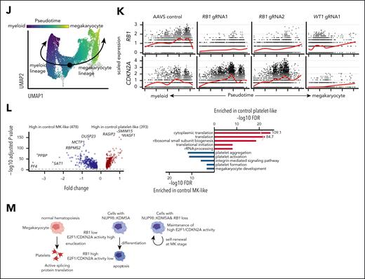 Functional characterization of recurrent somatic alterations in NUP98r leukemia. (A) Experimental schema of induction of cooperating alterations (RB1, WT1) in cbCD34/Cas9 models. (B) Cell growth assays of cbCD34/Cas9 NUP98::KDM5A with gRNAs targeting the AAVS, RB1, or WT1 loci (left), and cytospin of cells on day 35 (right; scale bars, 50 μm). (C) Rates of indel (insertions and deletions) at days 4 and 39 in each condition. Bars represent fractions of indel rates in all target sequence reads, and dots represent the out-of-frame indel ratio among total indels. (D) Flow gating (left), CD34+ CD41a+ positivity (middle), and CD34+ CD41a– (right) among mCherry+ GFP+ mAmetrine+ live cells. (E) Principal component analysis of RNAseq of gRNA-transduced NUP98::KDM5A cbCD34 models at day 35. (F) Differentially expressed genes analysis between AAVS controls and RB1-gRNA conditions (left), and gene ontology term analysis of differentially expressed genes (right). Colors indicate differentially expressed genes and gene ontology terms (red: high in RB1-gRNA conditions, blue: low in RB1-gRNA conditions). (G) Differentially expressed genes analysis between AAVS controls and WT1-gRNA conditions as shown in panel F. (H) UMAP plots of scRNAseq data from gRNA-transduced NUP98::KDM5A cbCD34 models at day 35, showing marker gene expression (left), annotated clusters (middle), and cell distributions among conditions (right). Colors in plots indicate relative expression levels, clusters, and cell density, respectively. (I) Enrichment of cells with each cluster indicated by colors and sizes. (J) Pseudotime along myeloid (HSC → GMP → monocytes) and platelet (HSC → MEP → MK → platelet) trajectories. Colors represent pseudotime scores of each single cell inferred by Slingshot. (K) RB1 (top) and CDKN2A (bottom) expression along the pseudotime axis in each condition, with red curves showing average expressions. (L) Differentially expressed genes analysis between the platelet-like and MK-like clusters in the AAVS-control condition (left) and gene ontology term analysis (right) of genes high in the platelet-like cluster (red) and the MK-like cluster (blue). (M) Schematics illustrating platelet differentiation in normal hematopoiesis and NUP98::KDM5A models (created in BioRender. Umeda, M. (2025) https://BioRender.com/kreq8kl). Assay data were obtained in technical triplicates from an established NUP98::KDM5A/Cas9 line and independent experiments. One data point in panel C was not obtained due to technical errors. RNAseq data were obtained from 6 independent experiments. In panels B-D, statistical tests were performed by linear mixed effect model (B) or 2-sided Student t test by comparing day 4 and day 39 (C) or gRNA conditions and AAVS controls (D), and limma (F-G), followed by the Benjamini-Hochberg adjustment when applicable. Differentially expressed genes in scRNAseq (L) were identified using the FindMarker function in the Seurat package with default settings, which calculates adjusted P values with limma implementation of the Wilcoxon rank-sum test followed by Bonferroni correction. Asterisks indicating P values or adjusted P values <.05. Error bars indicate mean ± standard error of the mean. HSC, hematopoietic stem cell; UMAP, uniform manifold approximation and projection.