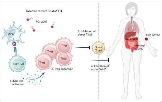 Mechanism of action of RGI-2001. RGI-2001 is a glycolipid presented through the CD1d molecule of APCs and thereby selectively activates iNKT cells. The iNKT cells produce cytokines resulting in proliferation and expansion of Tregs. Tregs suppress alloreactive T cells and produce anti-inflammatory cytokines abrogating the onset of aGVHD.