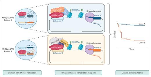 Patients with B-cell ALL bearing the same KMT2A::AFF1 translocations have distinct enhancers that are important for cancer maintenance and influence outcome. Smith et al discovered that in samples of patients with ALL with the same KMT2A::AFF1 translocations, patient-specific enhancer utilization drives distinct transcriptional profiles. KMT2A::AFF1 may engage with unknown accessory proteins and cofactors among patients to modulate enhancer activity. These unique interactions influence gene expression distinctly among patients and are associated with patient survival outcomes. This figure was created with BioRender.com. Lin, S. (2025) https://BioRender.com/chbvwbf.