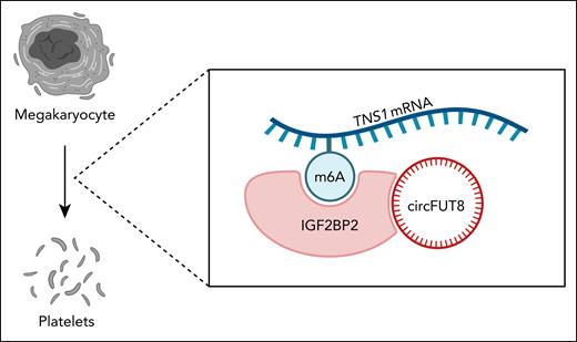 CircFUT8 interacts with IGF2BP2 to stabilize the TNS1 mRNA transcript in a N6-methyladenosine (m6A)–dependent manner. Wu et al demonstrate that this interaction contributes to TNS1 protein expression to regulate actin cytoskeletal rearrangement during platelet production. Figure created using BioRender.com. Moellmer S. (2025) https://BioRender.com/96bik04.