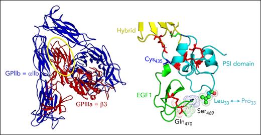 Schematic of the GPIIb-IIIa (αIIbβ3) complex (left), with the PSI and EGF1 domains magnified on the right to show the location of the Leu33Pro polymorphism that creates the HPA-1a epitope.