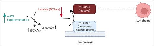 α-KG supplementation rewires BCAA metabolism to deplete amino acids like leucine. Amino acid deprivation inactivates mTORC1 by perturbing lysosomal localization that contributes to suppression of lymphoma growth. The model does not reflect actual subcellular localization of metabolites. BCAA, branched-chain amino acid; BCKA, branched-chain keto acids. The figure was created using BioRender.com.