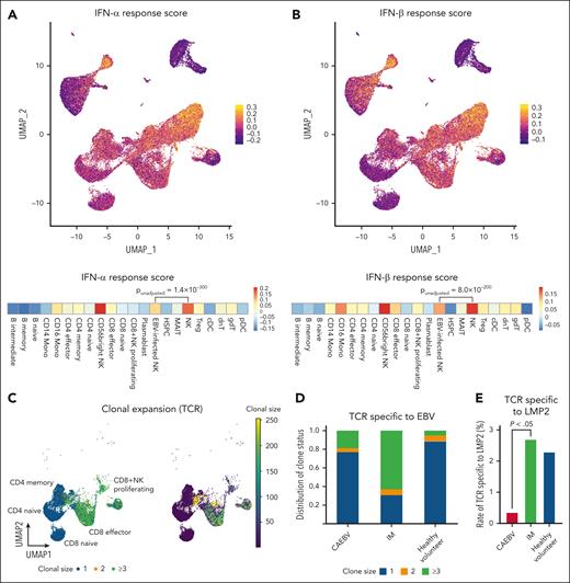 Innate and EBV-adaptive immune compromise in CAEBV. (A-B) (Top) UMAP embedding of PBMCs colored by IFN-α response score (A) and IFN-β response score range (B). The score was calculated using gene sets termed “GOBP_ GOBP_RESPONSE_TO_INTERFERON_ALPHA (GO:0035455)” and “GOBP_RESPONSE_TO_INTERFERON_BETA (GO:0035456).” (Bottom) Heat maps depicting the average scores in each of 22 cell types. The module score of “EBV-infected NK” was compared with the “NK” score using a 2-sided Welch t test. (C) UMAP embedding of T cells colored by clonal expansion size. Clonal expansion divided into 3 categories (left) and clonal expansion sizes ranging from 0 to 250 (right) are shown. (D) Distribution of the clone status of T cells suspected to be specific to EBV based on the CDR3 amino acid sequence in CAEBV (n = 6), IM (n = 2), or healthy volunteers (n = 2). (E) Rate of EBV-specific T cells with the TCR specific for LMP2 in CAEBV (n = 6), IM (n = 2), or healthy volunteers (n = 2). The difference in the rate of TCR specific to LMP2 between CAEBV and IM was evaluated using the Fisher exact test. cDC, conventional dendritic cell; dnT, double negative T; gdT, γδ T; HSPC, hematopoietic stem and progenitor cell; MAIT, mucosal associated invariant T; pDC, plasmacytoid dendritic cell; Treg, regulatory T.