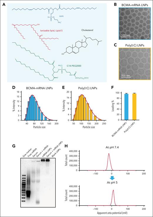 Synthesis and characterization of mRNA LNPs. (A) The different lipid components used for the packaging of BCMA mRNA and poly(I:C) in LNPs. (B-C) The cryogenic electron microscopy images of the BCMA-mRNA LNPs and poly(I:C) LNPs. (D-E) Particle size analysis performed for BCMA LNPs (82.3 ± 6.75 nm) and poly(I:C) LNPs (117.6 ± 5.86 nm) by dynamic light scattering. (F) The loading percentage of BCMA-mRNA LNPs and poly(I:C) LNPs. (G) The gel electrophoresis shows the stability of free mRNA and mRNA packaged in LNPs after incubation in human serum for 2 hours at 37°C. (H) The switch in surface charge from negative at physiological pH 7.4 to positive at pH 5, mimicking the acidic endosomal environment, confirmed the efficient endosomal escape of the mRNA into cytosol. DOPE, 1-2-dioleoyl-sn-glycero-3-phosphoethanolamine.