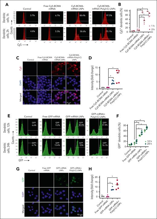 Transfection and translation efficacy of mRNA LNPs in MoDCs. (A-D) MoDCs were treated with free Cy5-tagged BCMA mRNA, Cy5-tagged BCMA mRNA packaged in LNPs, or Cy5-BCMA-mRNA LNPs codelivered with poly(I:C) LNPs. They were evaluated for cellular uptake of Cy5-tagged BCMA-mRNA LNPs using flow cytometry after 1 hour and 2 hours of incubation, and cytosolic localization (red signal) was evaluated by confocal microscopy after 1 hour. Quantification was performed for respective treatment groups using flow cytometry and confocal microscopy. (E-H) MoDCs were treated with free GFP mRNA, GFP-encoding mRNA packaged in LNPs, or GFP-encoding mRNA LNPs codelivered with poly(I:C) LNPs. MoDC uptake of GFP was analyzed by flow cytometry after 12 hours and 24 hours of incubation, and cytosolic expression was evaluated by confocal microscopy after 24 hours of incubation. GFP quantification was determined for respective treatment groups using flow cytometry and confocal microscopy. The data are shown as mean ± standard deviation (SD) from at least 3 independent biological experiments. Statistical analysis was performed using an unpaired Student t test: ∗P < .05. DAPI, 4′,6-diamidino-2-phenylindole.