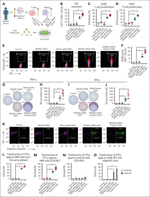 Evaluation of in vitro immune response in primary human T cells and cytotoxic effect of CTLs on cancer cells. (A) Isolation of T cells and MoDCs from the peripheral blood of the same healthy donor. After treatment, MoDCs were cocultured with T cells for 5 days. (B) DC activation marker CD80 was analyzed on CD11c+ MoDCs after treatment with different hBCMA-mRNA cohorts along with irrelevant mRNA or mock-loaded LNP. (C-D) For the T-cell proliferation assay, naïve T cells were prestained with CFSE and cocultured for 5 days with pulsed MoDCs; then the percentage of CFSE-stained CD8+ T cells and CD4+ T cells was determined by flow cytometry. (E-F) The hBCMA-specific CD8+ T-cell percentage was assessed by hBCMA-specific tetramer staining using flow cytometry. The quantification of hBCMA-specific CD8+ T-cell percentage was determined after treatment with different hBCMA-mRNA LNPs, irrelevant mRNA, or mock-loaded LNP. (G-J) ELISpot analysis was performed with the treated MoDCs and T cells coculture to quantify the spot-forming CD8+ T cells for both TNF-α and IFN-γ, dual staining of the same well treated with control and hBCMA-mRNA cohorts. (K-L) CTLs were generated from the 5-day coculture of CD8+ T cells and treated MoDCs from the patient peripheral blood, and their cytotoxicity was evaluated against same patient bone marrow-derived CD138+ MM cells. For flow analysis, CD138+ MM cells were first gated with CD138-APC–positive population followed by MM cell death percentage evaluated by PI staining with respective quantifications. (M-N) CTLs generated from the 5-day cocultures of CD8+ T cells and treated MoDCs isolated from the peripheral blood of healthy donors and the cytotoxicity of CTLs were evaluated against bone marrow–derived CD138+ MM cells and CD138− stromal cells from patients with MM. (O) The cytotoxicity of these isolated CTLs was determined against CFSE-stained U266-WT and U266-BMCA-KO cell lines. The data are shown as mean ± SD from 3 independent experiments. Statistical analysis was performed using an unpaired Student t test: ∗P < .05. IFN-γ, interferon gamma; PI, propidium iodide; SFC, spot-forming cells; SSC, side scatter; TNF-α, tumor necrosis factor α.