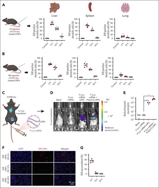 In vivo distribution of LNPs in major organs and evaluation of in vivo stability and translation efficacy of its packaged mRNA. (A-B) Cellular uptake of DiR-loaded LNPs by DCs isolated from the liver, spleen, and lung of C57BL/6J mice 6 hours, 12 hours, and 24 hours after IV and IM injection. (C-E) The free F-Luc mRNA and F-Luc-mRNA loaded in LNPs were injected into C57BL/6J mice by the IV route to monitor the in vivo stability of mRNA and translation efficacy. Shown is the representative real-time live imaging of animals 6 hours after injection along with quantification of BLI for different treatment groups. (F-G) The in vivo tissue distribution of DiR-loaded LNPs was monitored in the liver, with quantification of liver accumulation of DiR dye at different time points, 6 hours, 12 hours, and 24 hours after IV administration of DiR-loaded LNPs. The data are shown as mean ± SD from at least 3 independent biological experiments. Statistical analysis was performed using an unpaired Student t test: ∗P < .05. BLI, bioluminescence imaging; DAPI, 4′,6-diamidino-2-phenylindole; DiR, 1,1'-dioctadecyl-3,3,3',3'-tetramethylindotricarbocyanine iodide.