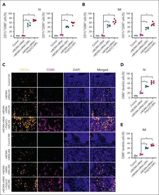 Evaluation of in vivo DC activation after IV and IM injection of mRNA LNPs. (A-B) C57BL/6J mice were treated with free mBCMA mRNA or mRNA LNPs with or without poly(I:C) LNPs by either the IV or IM route. After 24 hours of treatment, the spleens were isolated and splenocytes were analyzed for DC activation markers CD80 or CD40 on CD11c+ DCs. (C-E) Immunofluorescence analysis of the spleen showing activation of CD11c (yellow) and CD80 (magenta) after 24-hour treatment with different groups. The scatter plots represent percentage of CD80+ DCs after IV and IM injections of different treatment groups. The data are shown as mean ± SD from at least 3 independent biological experiments. Statistical analysis was performed using an unpaired Student t test: ∗P < .05. DAPI, 4′,6-diamidino-2-phenylindole.