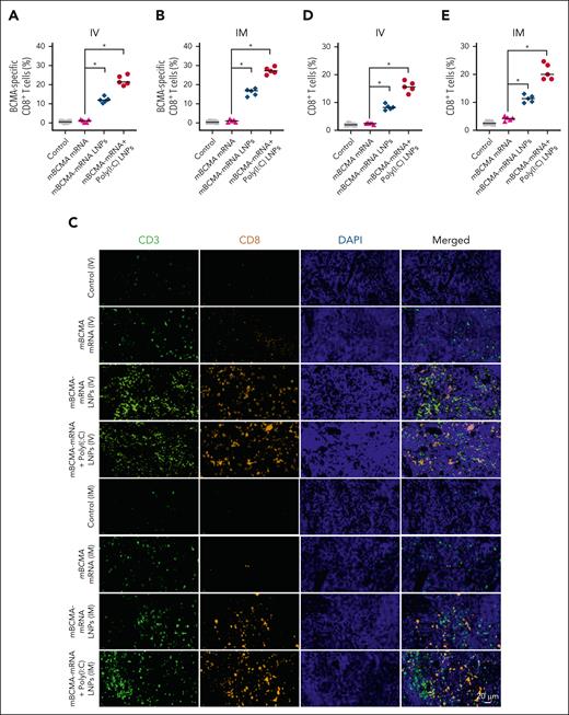 Analyzing BCMA-specific tetramer+ CD8+ T cells and infiltration of T cells in splenic tissue. C57BL/6J mice received different treatment groups by either IV or IM injection. Five days after a single IV dose, and 7 days after the first IM dose in a schedule of 2 doses separated by 3 days, the mice were euthanized, and their splenocytes were stained to assess the BCMA-specific tetramer+ CD8+ T cells by flow cytometry. (A-B) Percentage of BCMA-specific tetramer–positive cells analyzed on splenocytes after IV and IM injections in different treatment groups. (C) The spleens were further analyzed for infiltrating CD3+ and CD8+ T cells by immunofluorescence staining. The representative images demonstrate the infiltrating CD3+ (green) and CD8+ (yellow) T cells in splenic tissue. (D-E) The percentage of CD8+ T cells infiltrating into the spleen after different treatments is shown after IV and IM injection. The data are shown as mean ± SD from at least 3 independent biological experiments. Statistical analysis was performed using an unpaired Student t test: ∗P < .05. DAPI, 4′,6-diamidino-2-phenylindole.