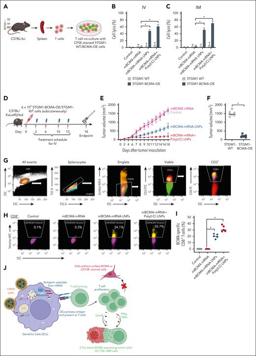 Specific cytotoxicity of in vivo CTLs on murine tumor cells and effect of therapeutic vaccination on tumor growth and immune responses in the C57BL/KaLwRijHsd murine model. (A-C) The spleens were isolated from treated C57BL/6J mice 5 days after a single IV dose, and 7 days after the first IM dose in a schedule of 2 doses separated by 3 days, for different treatment groups. CD8+ T cells were isolated from splenocytes and cultured with CFSE prestained 5TGM1-WT and 5TGM1-BCMA-OE cells to evaluate cytotoxicity. After 24 hours of incubation, cell death percentage was evaluated by PI using flow cytometry. (D) Experimental workflow for in vivo therapeutic vaccination. C57BL/KaLwRijHsd mice were subcutaneously inoculated with 6 × 106 5TGM1-BCMA-OE cells and randomized into 4 treatment groups once the tumor reached 60 to 80 mm3. Mice received different mBCMA-mRNA LNPs twice weekly for 2 weeks by IV injections. The spleens were removed for analysis 5 days after the final treatment. (E) A significant reduction in tumor volume was observed in groups treated with BCMA-mRNA LNPs and BCMA-mRNA+poly(I:C) LNP, compared with control and free mRNA. (F) The treatment with mBCMA-mRNA+poly(I:C) LNP selectively inhibited growth of 5TGM1-BCMA-OE but not 5TGM1-WT tumors. (G-I) After treatment, splenocytes were isolated and stained for flow cytometry to assess the BCMA-specific tetramer positivity on CD8+ T cells. The representative plots and scatter plots demonstrate increased BCMA-specific tetramer+ CD8+ T cells in treated groups. (J) mRNA LNP vaccine’s mechanism of action. LNPs can efficiently deliver mRNA to antigen-presenting cells, such as DCs. Activated DCs can present processed antigens to educate T cells for efficient priming and amplification of T cells specific to MM cells. Cytotoxic T cells specifically target BCMA-expressing tumor cells or CD138+ MM cells but do not target cells without BCMA surface expression. The data are shown as mean ± SD from at least 3 independent biological experiments. Statistical analysis was performed using an unpaired Student t test: ∗P < .05. PI, propidium iodide.