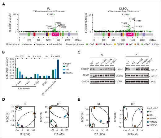 Differential spectrum and effect of CREBBP mutations in human lymphoma. (A) Lollipop plots of the mutation spectrum of CREBBP from 1028 FL (left) and 3103 DLBCL (right) tumors. (B) The frequency of CREBBP hot spot mutations and nonsense/frameshift (truncating) mutations in FL (n = 1028), transformed FL (tFL) (n = 188), and DLBCL (n = 3103). (C) Western blot analysis of CREBBP and EP300 protein expression in CRISPR edited RL (left) and HT (right) lymphoma cell lines. (D-E) Unsupervised principal component analysis (PCA) of RNA-seq (D) and H3K27Ac CUT&RUN (E) data from CRISPR edited RL and HT lymphoma cell lines.
