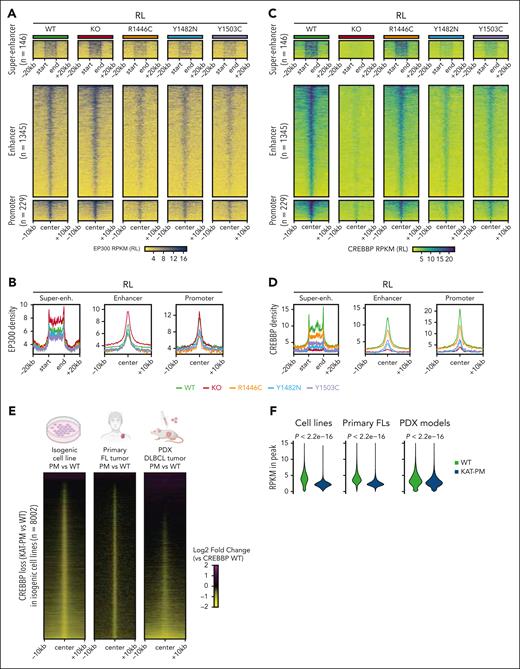 Loss of CREBBP loading and EP300 compensation over regions of reduced H3K27Ac in CREBBP KAT-PM cells. (A-B) Heat maps (A) and density plots (B) of EP300 CUT&RUN in isogenic RL cells with CREBBP WT, KO, and different KAT-PMs (R1446C, Y1482N, Y1503C), showing regions from Figure 2A. (C-D) Heat maps (C) and density plots (D) of CREBBP CUT&RUN in isogenic RL cells with CREBBP WT, KO, and different KAT-PMs (R1446C, Y1482N, Y1503C), showing regions from Figure 2A. (E) Heat maps of the relative density of CREBBP loading in KAT-PM compared with WT CRISPR edited RL cells (left), primary FL tumors (middle), and DLBCL PDX models (right), showing all consensus CREBBP peaks in RL and HT cells. (F) Violin plots showing the RPKM of CREBBP CUT&RUN for WT and KAT-PM isogenic cell lines (left), primary FL biopsies (middle), and PDX models (right). P values were calculated with a Wilcoxon rank-sum test. Super-enh, super-enhancer.