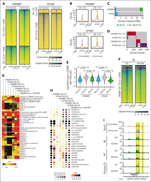 Dynamic loading of CREBBP and EP300 during the CB-to-CC cell state transition. (A-B) Heat maps (A) and density plots (B) of regions with significantly (FDR <0.05) different loading of CREBBP (left) and EP300 (right) between CBs and CCs. (C) Number of peaks with dynamic loading (green) or unloading (blue) of CREBBP or EP300 in the CB-to-CC transition. (D) Overlap of regions with differential loading of CREBBP or EP300 in CBs and CCs. (E) Quantification of the change in CREBBP loading between KAT-PM (R1446C, Y1482N, Y1503C) and WT cells over regions with dynamic loading of CREBBP or EP300 in the CB-to-CC transition (regions from panel C). (F) Heat map of CREBBP loading in isogenic WT and CREBBP KAT-PM (average of R1446C, Y1482N, Y1503C) cells over regions with significantly increased CREBBP loading in CC compared with CB. ∗∗∗P < 2.2 × 10–16. (G) Hypergeometric gene set enrichment analysis (hGSEA) of genes associated with peaks with or without differential loading of CREBBP or EP300 in the CB-to-CC transition (corresponding to panel C) or with significant loss of CREBBP loading in KAT-PM cells compared with isogenic WT controls. (H) TF motif enrichment analysis (HOMER) of peaks with or without differential loading of CREBBP or EP300 in the CB-to-CC transition (corresponding to panel C). (I) Tracks showing the CD74 locus as a representative example of regions with significant (FDR < 0.05; highlighted in yellow) gain in CREBBP loading in the CB-to-CC transition and loss of CREBBP loading in KAT-PM cells compared with isogenic WT controls in both CRISPR engineered cell lines (RL and HT) and primary FL tumor cells. Tracks represent overlays of biological replicates.