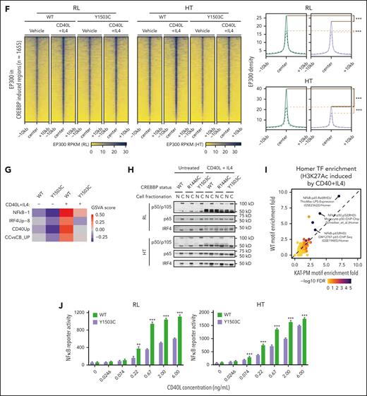 Blunted CD40 response in CREBBP KAT domain point mutants. (A) Schematic of CD40 signaling in B cells. (B-C) Heat maps (B) and density plots (C) of significant changes in CREBBP loading (FDR < 0.05) after CD40L + IL-4 treatment in isogenic CREBBP WT cells, showing analogous changes in CREBBP Y1503C mutant cells. ∗∗∗Wilcoxon rank-sum P < 2.2 × 10–16. (D) Bubble plots of gene set enrichment analysis for regions with increased H3K27Ac (above) or CREBBP loading (below) after CD40L + IL-4 stimulation. (E-F) Heat maps and density plots of H3K27Ac gain (E) and EP300 loading (F) over regions with significantly increased CREBBP loading in CREBBP WT cells after CD40L + IL-4 treatment (regions from panel B). ∗∗∗Wilcoxon rank-sum P < 2.2 × 10–16. (G) RNA-seq gene set variation analysis (GSVA) scores for CD40-responsive gene sets in isogenic CREBBP WT and Y1503C RL cells with or without CD40L + IL-4 stimulation. (H) Western blot of nuclear and cytoplasmic fractions for NF-κB (p50/p105; p65) and IRF4 TFs after CD40L + IL-4 treatment. (I) Fold enrichment of TF motifs within regions of H3K27Ac gain, comparing CREBBP WT (y-axis) and Y1503C (x-axis) cells. (J) NF-κB reporter assay in CREBBP WT (green) and Y1503C (purple) cells with a dose titration of CD40L. Adjusted Student t test ∗∗P < .01; ∗∗∗P < .001.