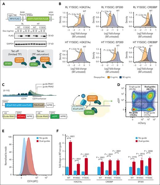 Rescue of CREBBP and EP300 loading by saturating TF and local histone acetylation. (A) Western blot and schematic showing tetracycline-inducible IRF4 expression. (B) Density plots of H3K27Ac (left), EP300 (middle), and CREBBP (right) in RL (above) and HT (below) CREBBP Y1503C cells, relative to isogenic WT controls, showing regions that are predicted to be bound by IRF4. (C) Schematic showing the placement of dual-guide RNAs over the CD74 enhancer with reduced H3K27Ac in CREBBP KAT-PM cells compared with isogenic WT controls. (D) Representative flow cytometry plot showing fluorescent markers of each guide-RNA construct, enabling comparison of dual-positive and dual-negative populations. (E) Flow cytometry of CD74 expression in cells with no guide RNA (blue) or 2 guide RNAs (dual guides, red) for the dCas9-p300 system. (F) Fold change in the abundance of H3K27Ac, EP300, and CREBBP on the CD74 enhancer in no guide (blue) and dual-guide (red) populations, normalized to the no guide condition in WT cells.