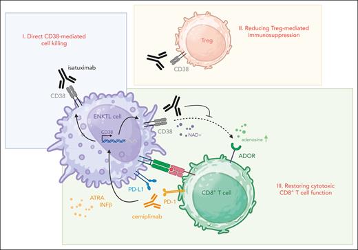 Enhancing PD-1 blockade efficacy through CD38 inhibition. The figure illustrates potential mechanisms through which combining the PD-1 inhibitor cemiplimab (orange) with the CD38 monoclonal antibody isatuximab (black) may amplify immune checkpoint blockade in ENKTL. (I) Direct CD38-mediated cell killing: isatuximab induces direct cytotoxicity against ENKTL cells (violet), which have CD38 expression that is further upregulated in response to PD-1 blockade.4 (II) Reducing Treg-mediated immunosuppression: isatuximab eliminates immunosuppressive CD38-positive Tregs (red), promoting a more immune-permissive tumor microenvironment and boosting antitumor immunity.4 (III) Restoring cytotoxic CD8+ T-cell function: PD-1 inhibition with cemiplimab activates cytotoxic T cells (green). However, compensatory upregulation of CD38 in malignant cells, driven by factors like ATRA and IFNβ (black arrows), suppresses cytotoxic T-cell function.8 CD38 plays an important role as an ectoenzyme in metabolizing NAD and generating adenosine, which activates ADORs on cytotoxic T cells, dampening their function (black dotted arrow).4 By blocking CD38, isatuximab disrupts this resistance mechanism (black inhibitor), potentially enhancing and prolonging the efficacy of PD-1 blockade. ADOR, adenosine receptor; ATRA, all-trans retinoic acid; IFNβ, interferon-β; NAD, nicotinamide adenine dinucleotide. Figure created in BioRender (https://BioRender.com/y93h678).
