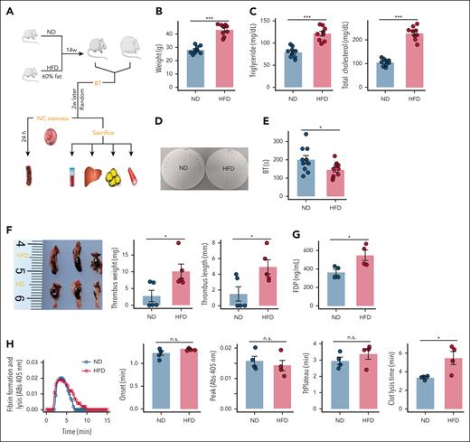 HFD delays fibrinolysis and exacerbates the DVT load in mice. (A) Schematic of the experimental model. The mice were fed an ND or an HFD for 4 months, after which tail bleeding assays were performed. After 2 weeks of recovery, each group of mice was randomly selected to evaluate the DVT burden. The remaining mice were euthanized, and sodium citrate anticoagulated blood and tissues were collected (N = 9). (B) Mean body weight (N = 9). (C) Plasma triglyceride and cholesterol levels (N = 9). (D-E) Tail bleeding time (N = 9). (F) Thrombus weight and length (N = 5). (G) Plasma FDP levels (N = 4). (H) Representative curves for plasma fibrin formation and lysis tests and parameters of the curves for fibrinolysis (N = 4). The data are represented as the mean ± standard error of the mean (SEM), n.s. P > .05; ∗P < .05; ∗∗P < .01; ∗∗∗P < .001 vs ND group. BT, bleeding time; n.s., no significance.