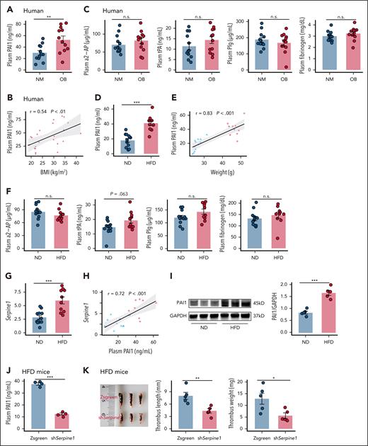 Obesity elevates hepatic and circulating PAI-1 levels in mice. (A-B) Plasma PAI-1 levels (A) and their associations with BMI (B) among individuals (N = 12). (C) Plasma α2-AP, tPA, Plg and fibrinogen levels in individuals (N = 12). (D-E) Plasma PAI-1 levels (D) and their association with weights (E) in mice fed an ND or an HFD for 4 months. (F) Plasma α2-AP, tPA, Plg and fibrinogen levels in mice (N = 12). (G-H) Liver Serpine1 mRNA levels (G) and their associations with plasma PAI-1 (H) levels (N = 12) in mice. (I) Livers of mice were assayed for PAI-1 protein and the GAPDH loading control by immunoblotting with densitometric quantification shown (N = 5). (J-K) C57BL/6J mice were fed an HFD for 4 months, followed by injection with either AAV8-TBG-shSerpine1 or AAV8-TBG-Zsgreen: (J) plasma PAI-1 levels (N = 4); (K) thrombus weight and length (N = 5). The data are represented as the mean ± SEM, n.s. P > .05; ∗∗P < .01; ∗∗∗P < .001 vs ND group or HFD mice with AAV8-TBG-Zsgreen group. BMI, body mass index; GAPDH, glyceraldehyde-3-phosphate dehydrogenase; NM, normal weight; n.s., no significance; OB, obese.