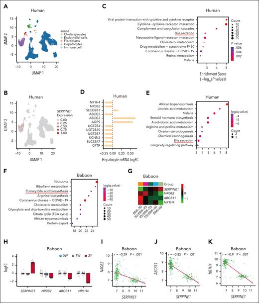 Prediction of the upstream regulator of PAI-1 in obesity. (A) UMAP plots of cell populations in the human liver dataset (GSE192740). (B) Expression of Serpine1 across different cell types in the human liver dataset (GSE192740). (C) KEGG pathway analysis of differentially expressed liver genes in human livers (GSE192740). (D) FXR related genes in the BA pathway in hepatocytes (GSE192740). (E) KEGG analysis of liver differential genes in obese and normal weight individuals (GSE130991). (F) KEGG analysis of liver differential genes in baboons before and after high-fat feeding in GSE139981. (G) Heat map showing expression of PAI-1 (Serpine1), FXR (NR1H4), and FXR target genes (NR0B2 and ABCB11) in human livers from 737 non-statin-treated patients, stratified by BMI (GSE130991). (H) The expression of PAI-1, FXR and FXR direct targets in baboon liver samples (GSE139981) at 0 weeks, 7 weeks and 2 years post HFD. (I-K) Correlation coefficients of PAI-1 with FXR and FXR direct target genes in baboon livers (GSE139981). UMAP, uniform manifold approximation and projection.