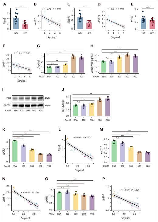 PAI-1 expression is strongly correlated with the expression of direct FXR target genes in the liver. (A-F) Expression levels of FXR and FXR direct target genes and their association with PAI-1 in the livers of mice fed an ND or an HFD for 4 months (N = 12). Relative Serpine1 mRNA (G) and PAI-1 protein levels (H) in the supernatant of cultured medium, and (I-J) PAI-1 protein levels in MPHs treated with different concentrations of palmitic acid for 12 hours (N = 4). (K-P) mRNA expression levels of FXR and FXR direct target gene mRNAs and their associations with Serpine1 mRNA after treatment of MPHs and different concentrations of palmitic acid for 12 hours (N = 4). The data are represented as the mean ± SEM, n.s. P > .05; ∗∗P < .01; ∗∗∗P < .001 vs the BSA group. BSA, bovine serum albumin; GAPDH, glyceraldehyde-3-phosphate dehydrogenase; n.s., no significance.