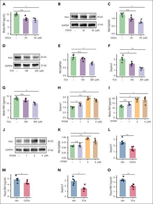 PAI-1 expression may be modulated by FXR. (A-C) MPHs were treated with different concentrations of CDCA for 6 hours: (A) the amount of PAI-1 in the supernatant of the culture medium and (B-C) the protein expression levels of PAI-1 in the MPHs (N = 4). (D-G) MPHs were treated with different concentrations of TCA for 6 hours: (D-E) the protein and (F) relative Serpine1 mRNA levels of PAI-1 in MPHs (N = 4); (G) the amount of PAI-1 in the supernatant of the culture medium (N = 4). (H-K) MPHs were treated with different concentrations of DY268 for 6 hours: (H) the relative Serpine1 mRNA and (I) PAI-1 protein levels in the supernatant of the culture medium; (J-K) the PAI-1 protein level in the MPHs (N = 4). (L-M) C57BL/6J mice treated with 50 mg/kg per day CDCA for 4 days: (L) liver Serpine1 mRNA (N = 5); (M) plasma PAI-1 levels (N = 5). (N-O) C57BL/6J mice treated with 200 mg/kg per day TCA for 4 days: (N) liver C57BL/6J mRNA (N = 5); (O) plasma PAI-1 levels (N = 5). The data are represented as the mean ± SEM, n.s. P > .05; ∗P < .05; ∗∗P < .01; ∗∗∗P < .001 vs the lowest concentration of FXR ligands or Veh group. GAPDH, glyceraldehyde-3-phosphate dehydrogenase; n.s., no significance; Veh, vehicle.