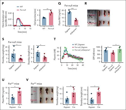 Role of FXR in regulating PAI-1 expression and its impact on plasma fibrinolysis and DVT. (A-I) MPHs derived from WT or Fxr-null mice (FXRKO): (A) western blot analysis confirmed the knockout of FXR (N = 4); (B) Nr0b2 mRNA (N = 4); (C) Abcb11 mRNA (N = 4); (D) PAI-1 protein (N = 4); (E) PAI-1 concentration in medium (N = 4); (F-G) PAI-1 protein from TCA-treated MPH (N = 4); (H-I) PAI-1 protein from CDCA-treated MPHs (N = 4). (J) Serially truncated PAI-1 promoter constructs were cloned and inserted into pGL3-luciferase reporter plasmids and transfected into AML12 and HEK293 cells. Four hours after transfection, the cells were treated with CDCA (25 μM) for 24 hours and the relative luciferase activities were determined 72 hours after CDCA treatment. (K) A Ch-IP assay demonstrated the direct binding of FXR to the PAI-1 promoter in AML12 cells. (L) RT-qPCR of the Ch-IP products validated the binding capacity of FXR to the PAI-1 promoter. (M-O) WT and Fxr-null mice were randomly selected for DVT modeling or other assays: (M) tail bleeding time (N = 9); (N-O) thrombus weight and length (N = 5). (P) Representative curves for plasma fibrin formation and lysis tests and parameters of the curves for clot lysis time (N = 4). (Q-S) Fxr-null mice were injected with AAV8-TBG-Zsgreen or AAV8-TBG-shSerpine1: (Q) PAI-1 levels (N = 4); (R-S) thrombus length and weight (N = 6). WT mice were injected with AAV8-TBG-Zsgreen, and Fxr-null mice were injected with AAV8-TBG-Zsgreen or AAV8-TBG-shSerpine1: (T) representative curves for plasmin generation assay and parameters of the curves for EPP. (U-V) Fxrfl/fl mice were injected with AAV8-TBG-Cre or AAV8-TBG-Zsgreen: (U) plasma PAI-1 levels (N = 4); (V) thrombus weight and length (N = 5). The data are represented as the mean ± SEM, ∗P < .05; ∗∗P < .01; ∗∗∗P < .001 vs WT, Fxr-null and Fxrfl/fl mice with AAV8-TBG-Zsgreen or Veh group. ##P < .01 vs WT& FXR agonist (TCA or CDCA) group. BT, bleeding time; EPP, endogenous plasmin potential; GAPDH, glyceraldehyde-3-phosphate dehydrogenase; LUC, luciferase; NC, normal control; RT-qPCR, reverse transcription quantitative polymerase chain reaction.