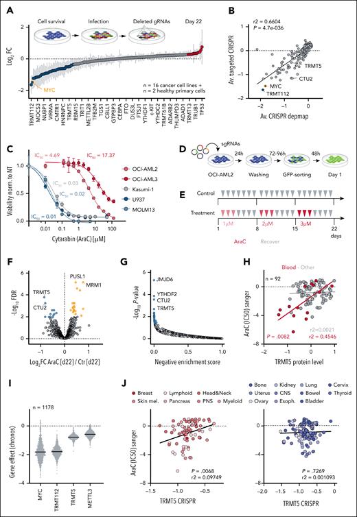 CRISPR/Cas9 genetic screen identifies cancer-relevant RNA modification. (A) Scheme of dropout screen (top) and average log2 FC (bottom) of 150 human RMPs, including positive controls (Ctrs) in 18 cell lines at day 22 of the experiment. Illustrated is every sixth RMP. (B) Correlation of RMP gene effect in targeted CRISPR experiments and genome-scale CRISPR (Chronos) (depmap.org). Each dot represents the average effect across all tested cell lines. (C) Dose-response curve evaluating the effect of different concentrations of cytarabine (AraC) in blood cancer lines with corresponding IC50 values. (D-E) Illustration of synthetic lethality screen (D) and treatment regimen with AraC (E) in OCI-AML2 cells. (F-G) Volcano plot illustrating log10 statistical significance (FDR) vs log2 FC of sgRNA abundance (F) and MAGeCK-negative enrichment score of averaged gRNAs per gene (G) identifying essential RMPs in AraC-treated cells after 22 days in culture. (H) Correlation between TRMT5 protein expression and IC50 values in response to AraC treatment (Sanger, GDSC1) in lymphoid and myeloid cancer lines (blood) and all other cell lines. (I) CRISPR MYC, TRMT112, TRMT5, and METTL3 gene effects (Chronos) (depmap.org) across 1150 cancer cell lines. (J) Cancer lines with significant (left) and nonsignificant (right) correlation of CRISPR TRMT5 gene effect and IC50 values of AraC treatment. FC, fold-change; FDR, false discovery rate; IC50, 50% inhibitory concentration.