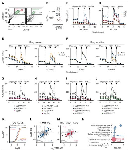 Drug tolerance requires switching from low to high OXPHOS in AML cells. (A-B) Flow cytometry (A) and quantification (B) of OP-puro incorporation into nascent polypeptides in mitochondria of TRMT5-depleted (sg2, sg4) and control (sgCtr) MOLM13 cells. Puromycin-treated cells served as a control. (C-D) OCR in OCI-AML2 (C) and MOLM13 (D) TRMT5 KO (sg2, sg4) and sgCtr cells. (E-F) OCR in drug-tolerant OCI-AML2, OCI-AML3 (F) and drug-sensitive MOLM13 and Kasumi-1 (F) cells exposed to cytarabine (AraC) (orange) or untreated (control) (blue). (G-J) OCR in rescued TRMT5-KO cells (sg2) using the WT, enzymatic dead MUT, mitochondria-deficient (ΔMTS) constructs of TRMT5, or the EV as control in the presence (+AraC) or absence of cytarabine. (K) Cum FRQ of log2 FC of nascent protein abundance of mitochondrial proteins (MitoCarta3.0; n = 182) in AraC-treated control (scr) OCI-AML2 cells (yellow), AraC-treated TRMT5-KO cells (red), or AraC TRMT5-KO cells vs control (scr) cells (blue). Scr: Infection of a scramble sgRNA. (L-N) Correlation of log2 FC of nascent translation in TRMT5 OCI-AML2 (OCI2) and MOLM13-KO cells in the absence (L) or presence (M) of AraC and corresponding gene enrichment analyses (N) (GOrilla). Mean ± standard deviation (panels B-J). Dunnett multiple comparison test (panel B). Wilcoxon matched-pair signed rank test (panel K). ATP, adenosine triphosphate; ADP, adenosine 5′-diphosphate; Cum FRQ, cumulative frequency; FCCP, carbonylcyanide-p-trifluoromethoxyphenylhydrazone; FDR, false discovery rate; GO, Gene Ontology; OP-puro, O-propargyl-puromycin; Rot/AA, rotenone and antimycin A.