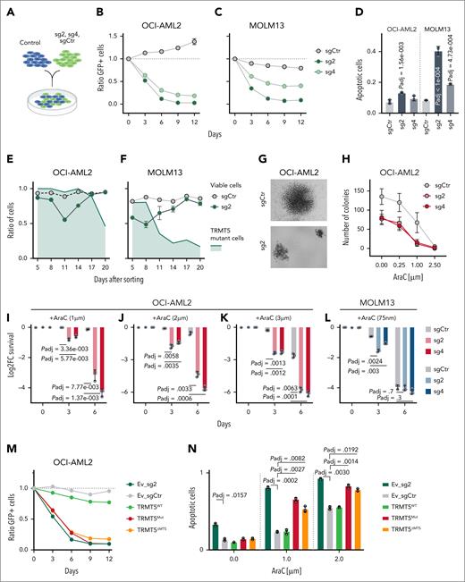 Drug tolerance requires m1G in mt-tRNA. (A-C) Illustration (A) of growth competition assays using GFP-labelled OCI-AML2 (B) and MOLM13 (C) control (sgCtr) and KO cells (sg2, sg4). (D) Frequency of apoptotic cells in populations of OCI-AML2 and MOLM13 control (sgCtr) and KO (sg2, sg4) cells using Annexin V labelling 3 to 5 days after cell sorting. (E-F) Quantification of mutated OCI-AML2 (E) and MOLM13 (F) cells (green line) overlaid with the frequency of viable TRMT5-KO (sg2) (black dots) and control (sgCtr) (white dots) cells over time. (G-H) Representative bright field image (G) and colony-forming efficiency assays (H) of OCI-AML2 control (sgCtr) and KO (sg2, sg4) cells in the presence of increasing concentrations of AraC. (I-L) Log2 FC of survival of drug-tolerant OCI-AML2 (I-K) and drug-sensitive MOLM13 (L) control (sgCtr) and TRMT5-KO (sg2, sg4) cells at the indicated time points. (M-N) Growth competition assay (M) and relative number of apoptotic cells after cytarabine (AraC) treatment (N) in Ctr and rescued TRMT5 KO cells. Cells were infected with a scramble (scr) or TRMT5 targeting gRNA (sg2). KO cells were rescued by reexpressing TRMT5 WT, catalytic dead (MUT) or lacking the MTS constructs. Control cells (sg2 and scr) were rescued with an EV control. Dunnett multiple comparisons test (panels D and N). Two-way analysis of variance multiple comparisons test (panels I-L).