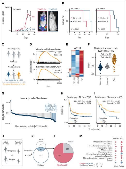 TRMT5 function and predictive value in leukemia. (A) Quantification (left) and representative engraftment images (right) of xenotransplanted Ctr and TRMT5-KO cells (OCI-AML2) into host mice. (B) Leukemia-free survival of mice transplanted with Ctr and KO OCI-AML2 (left) or KO MOLM13 (right) cells at the indicated time points. (C) Illustration of AML patient cohort and treatment. (D) Gene set enrichment analyses (GSEA) for genes encoding proteins regulating mitochondrial translation (top) and the ETC (bottom) using RNA expression levels of AraC treatment-responsive patients with leukemia at the time of diagnosis (n = 12) revealing complete remission (Rem) after first induction therapy. (E-F) Heat map of log2 RNA normalized counts (ClustVis) (E) and z-score (F) of gene regulation–encoding proteins of the ETC (WP111; n = 86) in non-responders (non-resp) (n = 20), intermediate responders (n = 47), and patients having complete Rem (n = 12) at first induction therapy. (G) Average log2 FC of normalized RNA counts of ETC genes (WP111) in patients not responding to therapy (n = 20) compared with patients having complete Rem (n = 12). (H-I) Prediction of survival of all patients with AML (n = 734) (H) or patients treated with chemotherapy (n = 79) (I) (kmplot.com) using the average expression of the 8 most downregulated WP111 genes in non-resp in G (blue bars): 218563_at (NDUFA3), 223112_s_at (NDUFB10), 203606_at (NDUFS6), 202839_s_at (NDUFB7), 208998_at (SLC25A8), 203190_at (NDUFS8), and 213041_s_at (ATP5D). Only JetSet probes were used. (J-K) Illustration (J) and overlap of significantly (P < .05) differently abundant proteins (K) of AML patient samples collected for proteomics analysis.20 (L-M) Percentage of proteins (n = 80) in panel K localizing to mitochondria (MitoCarta3.0) (L) and GSEA analysis (https://tau.cmmt.ubc.ca/eVITTA/) revealing significantly (P < .05) enriched pathways in relapsed adult and pediatric (pediat.). AML samples (M). Šídák multiple comparisons test (panel F). HR, hazard ratio; NES, normalized enrichment score.