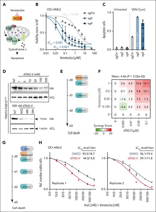 Exploiting mitochondrial vulnerability in therapies. (A) Illustration of Ven mechanism of action. (B-C) IC50 curves (B) and quantification of apoptotic cells (C) of OCI-AML2 control (sgCtr) and TRMT5 KO (sg2, sg4) cells in the presence of Ven (n = 3 biological replicates averaged over 3 technical replicates). (D) Western blot revealing protein levels of endogenously degron- and HA-tagged TRMT5 (HA) after treatment with dTAG-V1 at the indicated concentrations (top panels) or 24 and 48 hours after treatment with 500 nM dTAG-V1 (bottom panels). WO indicates washout and sample harvested after 24 hours. VCL served as loading control. (E) Illustration of combinatorial treatment of TRMT5 degron-tagged OCI-AML2 with Ven and dTAG-V1 at the indicated days (d). (F) Bliss score calculation of synergistic effect of Ven and dTAG-V1 treatment on cell death (Annexin V) at the indicated concentration. (G) Illustration of combinatorial treatment of Ven, AraC, and dTAG-V1 at the indicated days (d). (H) Synergistic effect of dTAG, Ven, and AraC on cell viability (nonlinear curve fitting). Illustrated are 2 independent OCI-AML2 tagged clones. Mean ± SD (panels B-C). Dunnett multiple comparison test (panel C). IC50, 50% inhibitory concentration.