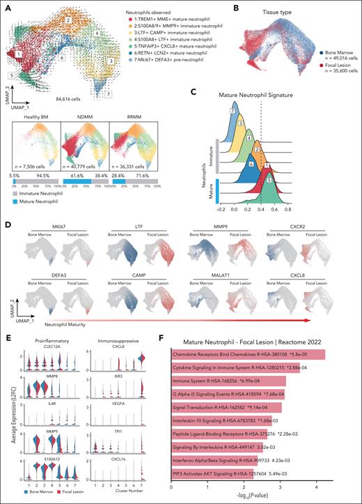 Neutrophils associated with FLs acquire a protumor phenotype. (A) RNA velocity of the reanalyzed neutrophil data set excluding macrophages. UMAP embeddings from 84 616 cells. Color convention as per Figure 1A. The visual representation of neutrophil maturation from HBM (left), NDMM (middle), and RRMM (right). Scaled bar graphs below HBM and patient-specific UMAP represent scaled contribution of immature (gray) and mature (blue) neutrophils. (B) UMAP representation of neutrophils observed. The contribution of BM cells (n = 49 016 cells) is shown in blue. The contribution of FL cells (n = 35 600 cells) is shown in red. (C) Clusters scored against mature neutrophil signature (see “Materials and methods” for details). High scores represent transcripts within clusters most like mature neutrophils. (D) Highly variable features associated with neutrophil maturity in single cell data. Data are organized by early to late neutrophil development. Blue indicates BM cells, and red indicates FL cells. (E) Differentially expressed transcripts in neutrophils between BM (left, blue) and FLs (right, red). Features were selected to emphasize proinflammatory or immunosuppressive phenotypes. (F) Paired gene ontogeny analysis of mature neutrophils from FLs vs neutrophils from HBM.
