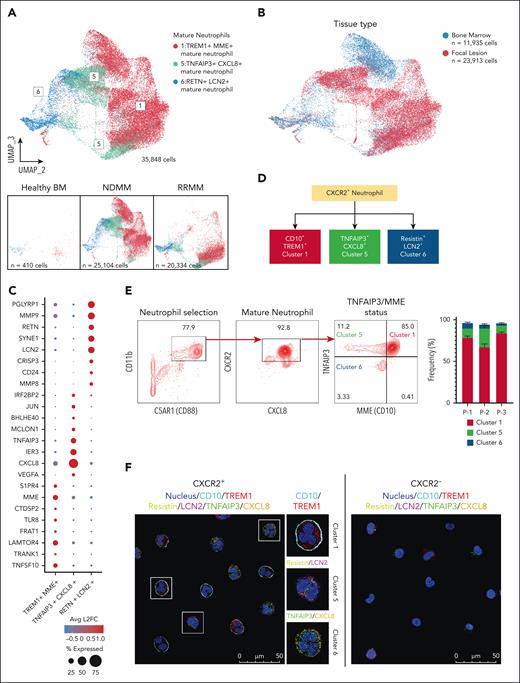 Mature neutrophil representation at sites of FLs. (A) The mature neutrophils were reclustered and represented using highly variable features. UMAP is plotted in the second and third dimension for visual optimization. Bottom panels represent cell contributions from HBM (left), NDMM (middle), and RRMM (right). (B) UMAP representation of reclustered mature neutrophils observed. In blue, the contribution of cells derived from BM (n = 11 935 cells). In red, the contribution of cells from sites of FLs (n = 23 913 cells). (C) Dot plot depicting the top 8 transcripts from each mature neutrophil cluster. The radius of each circle represents the percentage of cells expressing feature within cluster, and color represents average log2 fold-change. (D) Schematic of CXCR2+ neutrophil developmental trajectories in patients with MM. (E) The fluorescence-activated cell sorter gating strategy involved an initial selection of CD11b+ neutrophils and C5AR1+ cells, followed by further selection based on CXCR2+ and CXCL8+ expression. Subsequently, the 3 CXCR2+ neutrophil clusters were identified using CD10 and TNFAIP3 gates. The analysis quantified the frequency of these 3 neutrophil subsets sampled from the BM of 3 individual patients. (F) Confocal immunofluorescence images of CXCR2+ neutrophils with markers associated with subset features identified in scRNA-seq (right) and CXCR2– neutrophils with decreased marker expression (right). The data presented in panels E-F are representative of findings from 3 different patients.
