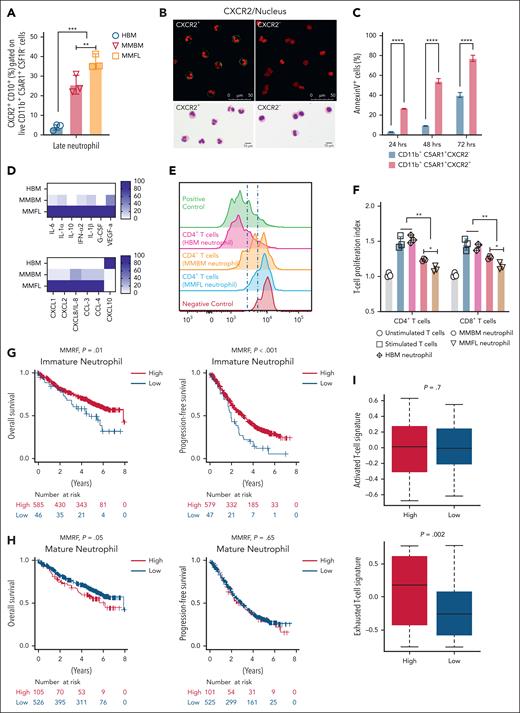 CXCR2+CD10+ neutrophils are inflammatory and immunosuppressive. (A) The percentage of CXCR2+CD10+ neutrophils in BM and FLs from patients with MM (MM BM and MM FLs, respectively) and HBM. CD138–CD3–CD56–CSF1R–CD11b+CD10+CXCR2+C5AR1+ were characterized as mature neutrophils. CXCR2+CD10+ neutrophils accumulated in MM BM and MM FL samples. (B) Confocal microscopy and Wright Giemsa staining of CXCR2+ and CXCR2– neutrophils from MM microenvironment; CXCR2+ neutrophils were mature with increased nuclear segmentation (lobulation), and CXCR2– neutrophils were immature cells with nuclear hypolobulation. CXCR2 was marked by fluorescein isothiocyanate anti-CXCR2 (green), while the nucleus was stained with NucSpot 750/780 (red). These imaging results further emphasize the high purity of the CXCR2+ neutrophil sorting, underscoring the precision in identifying distinct neutrophil populations within the MM microenvironment. (C) CD11b+C5AR1+CXCR2– (immature) and CD11b+C5AR1+CXCR2+ (mature) neutrophils were isolated from MM BM and MM FLs. Sorted neutrophils were cultured in complete media for 24, 48, and 72 hours. Cells were harvested and stained for Annexin V at each time point. CXCR2+ cells had significantly shorter survival compared with CXCR2– cells. (D) CD138–CD3–CD56–CSF1R–CD11b+CD10+CXCR2+C5AR1+ neutrophils isolated from HBM (n = 3), MM BM (n = 3), and MM FLs (n = 3). Sorted neutrophils were cultured in complete media for 24 hours, and supernatants were collected (see “Materials and methods” for details). Multiplex enzyme-linked immunosorbent assay protein measurement was performed on collected supernatants. Several markers of inflammation were elevated in MM FLs compared with MM BM and HBM. CXCL10 was elevated in HBM. (E-F) HBM, MM BM, and MM FL neutrophils were cocultured (1:4 ratio of neutrophils to T cells) with healthy carboxyfluorescein succinimidyl ester–stained T cells activated with CD28/CD3 antibodies in the presence of IL-2. On day 4, T-cell activation was analyzed using CFSE dilution by flow cytometry. Proliferation index, with a value of 1.0 representing baseline (no proliferation), serves as the reference point. (E) Representative flow cytometry histograms of T-cell proliferation. (F) FL neutrophils showed significantly higher immunosuppression of T-cell proliferation compared with BM neutrophils from the same (paired) patient with MM. (G) Kaplan-Meier curves of OS (left) and PFS (right) for patients with MM from the MMRF CoMMpass data set stratified by the “immature neutrophil” signature. (H) OS (left) and PFS (right) curves for patients with MM from the same data set stratified by the “mature neutrophil” signature. (I) T-cell activation and exhaustion signatures were calculated from the MMRF CoMMpass data set, and compared based on the ratio of “high mature neutrophil” and “low mature neutrophil” signatures. An exhausted T-cell signature was significantly associated with the “high mature neutrophil” signature. One-way analysis of variance with Tukey multiple comparison tests was used to test significant differences between groups in panels A,C. One-way analysis of variance with Kruskal-Wallis multiple comparisons test was used to compare means between groups in panel F; statistics were derived from BM and FLs from 3 HBM and 3 patients with MM. Experiments were performed in triplicate in panels D,F. ∗P < .05; ∗∗P < .01 (in all experiments). Data are presented as mean ± standard deviation.
