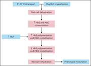 Relationships among high K+:Cl– cotransport activity, increased cell density, HbF, and oxyHbC crystallization in HbSC disease. Increasing HbF by gene therapy should decrease HbS polymerization tendency and oxyHbC crystallization, thereby reducing the density of the HbSC erythrocytes and the clinical complications of disease. ↑, increase; ↓, decrease.