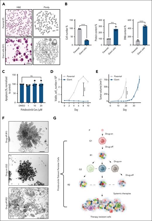 Reversible cell morphology change renders tolerance to therapies in MCL cell lines. (A) Parental Mino-VEN-R cells (DMSO) and giant cells (pirtobrutinib, 10 μM; 5 days); H&E staining (left) and polyploidy analysis (right). Scale bar, 50 μm. (B) After treatment with pirtobrutinib (10 μM; 5 days), Mino-VEN-R cells developed into giant cells. Compared with proliferating parental cells, giant cells went into quiescence with increased protein and DNA quantity in each cell. (C) Apoptosis assay shows that giant cells are resistant to further treatment of pirtobrutinib. (D) Cell proliferation analysis shows halted proliferation of giant cells compared with parental cells in 2D culture. (E) Subcutaneous inoculated giant cells (105 cells) in NSG mice (n = 5) are tumorigenic with delayed progression compared with parental cells (105 cells; n = 8). (F) After pirtobrutinib removal, individual giant cells in 3D culture proliferated and regressed to original size after 11 days (R1). When they were retreated with pirtobrutinib (10 μM; >3 days), each cell developed into giant cells again (G2), and they reproliferated after pirtobrutinib removal for 19 days (R2). Scale bar, 100 μm. (G) Schematic illustration of the ontogeny of reversible pirtobrutinib-tolerant persister MCL cells. Unpaired t test. ∗∗∗P < .001; ∗∗∗∗P < .0001. Parental Mino-VEN-R (P; without pirtobrutinib) underwent morphology change to generate giant first (G1; 10 μM pirtobrutinib), reproliferated first (R1; pirtobrutinib removed), giant second (G2; 10 μM pirtobrutinib), and reproliferated second (R2; pirtobrutinib removed). DMSO, dimethyl sulfoxide; H&E, hematoxylin and eosin; ns, nonsignificant.