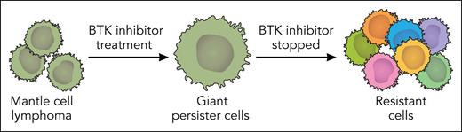 BTK inhibitor–tolerant persister cells in MCL lead to resistance. Wang et al showed that MCL cells exposed to BTK inhibitors become giant persister cells that proliferate and gain resistance to therapies when the BTK inhibitors are stopped. The giant-cell state is controlled by a metabolic switch and could offer an opportunity to intervene in MCL therapeutic resistance. Professional illustration by Somersault18:24.