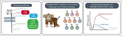 Pooled primate screen schematic and key results. BAFF-R, B-cell activating factor receptor; Costim, costimulatory; scFv, single chain variable fragment.