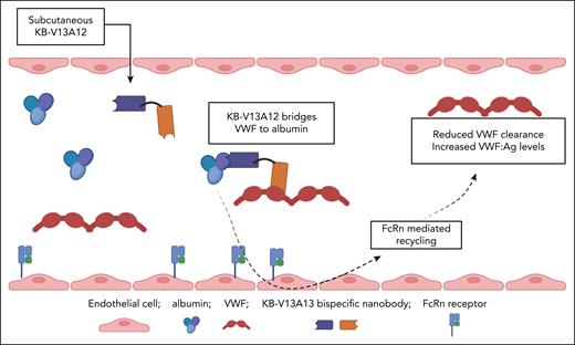 Bispecific nanobody KB-V13A12 bridges VWF to albumin and consequently attenuates normal VWF clearance in vivo, leading to a significant increase in endogenous plasma VWF levels. Figure created with BioRender.com. O'Donnell J.S. (2025) https://app.biorender.com/illustrations/689efc486cb58b1325e4a189.