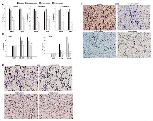 Effects of ITGB7 silencing on adhesion, migration, and invasion of MM cells. (A) Adhesion of calcein-AM–labeled ITGB7silenced (ITGB7 shRNA2 and ITGB7 shRNA3) versus ITGB7positive (scrambled shRNA) and parental (nontransfected) MM1S and H929 cells to BMSCs, FN, and E-CDH–coated 96-well microplates. Unattached cells were washed and adherent cells were measured in a fluorescence plate reader. Data are presented as percentage of respective controls (mean ± SD of triplicates from 3 independent experiments). (B) Transwell migration (8-μm pores; Costar) of calcein-AM–labeled ITGB7silenced (ITGB7 shRNA2 and ITGB7 shRNA3) vs ITGB7positive (scrambled shRNA) and parental (nontransfected) MM1S and H929 cells to RPMI serum-free media (cnt) or RPMI supplemented with SDF-1α (10 and 20nM). The fluorescence values, quantitated in a fluorescence multiwell plate reader using the 494/517nM filter set; percentage of migrating cells to SDF-1α versus control (serum-free RPMI) are shown. Data are presented as the mean ± SD of triplicates from 3 independent experiments. (C-D) Shown is a representative transwell Matrigel invasion of ITGB7silenced (ITGB7 shRNA2 and ITGB7 shRNA3) vs ITGB7positive (scrambled shRNA) and parental (nontransfected) MM1S and H929 cells under the conditions described in “Transwell migration assay and invasion studies.” Cells that invaded the Matrigel-coated filters are stained with crystal violet and counted using an inverted microscope. Images were acquired with a bright light Olympus BX5 microscope and multispectral camera (Nuance FX; CRi). 40× magnification.
