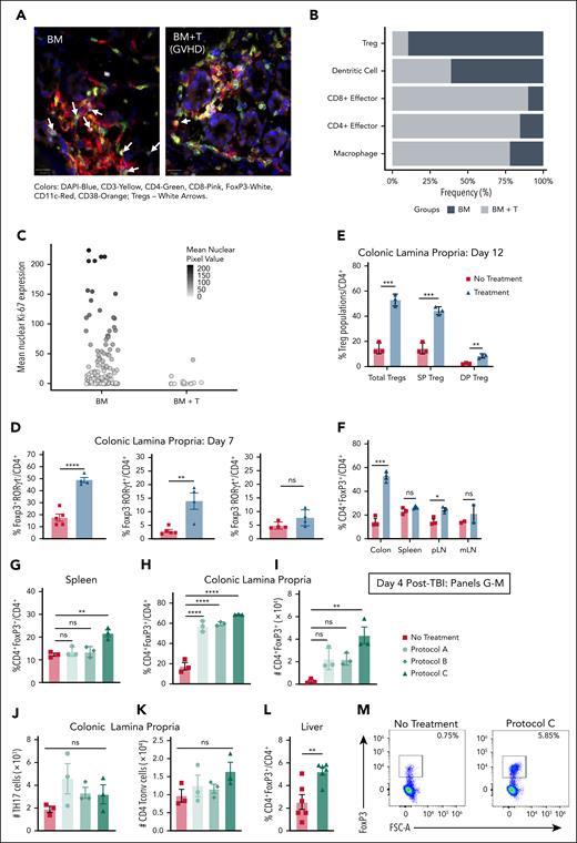 Optimizing in vivo Treg expansion protocol with TL1A-Ig+IL2LD for Treg survival after radiation. (A) qpTIFF CODEX images illustrating a subset of cell populations (7 selected markers) highlighting diminished Treg numbers in colonic tissue from BALB/c mice transplanted with BM + T cells experiencing GVHD vs BM transplanted alone; white arrows show Treg locations in the images. (B) Select immune cell frequencies separated by non-GVHD (BM only, black bars) and GVHD (BM + T cells, gray bars) from the whole colonic tissue, n = 2 per group. (C) Mean nuclear Ki-67 expression of Tregs separated by groups. Mice without GVHD (BM alone) contained a greater number of Tregs than animals with GVHD (BM+T) with ∼45% (compared with 0% in mice without GVHD) having moderate to high Ki-67 expression indicating proliferation. (D) BALB/c mice were treated with TL1A-Ig+IL-2LD. Treg expansion in colonic LP at day 7 without detectable increase in colonic TH17 CD4+ T cells is shown. (E-F) BALB/c mice were assessed on day 12, 6 days after completing TL1A-Ig+IL-2LD treatment. (E) The colon LP shows a persistence in elevated total Tregs as well as Treg subsets (SP: CD4+FoxP3+RORγt-; DP: CD4+FoxP3+RORγt+) at day 12, and (F) this persistence is greatest in the colon vs other tissues. (G-M) BALB/c mice were treated with TL1A-Ig+IL-2LD using different protocols (supplemental Figure 2C) and received TBI (8.5 Gy) on day −1. On day 4, immune cells were assessed for Treg frequencies in the spleen (G) and colonic LP (H). Protocol C demonstrated significantly higher Treg frequencies and numbers than protocols in panels A-B, and no treatment (panels G-I). Protocol C also shows no difference in TH17 (J) and CD4+ Tconv (K) numbers of the colon LP. Panels E-K: data points represent individual animals. (L-M) The liver exhibited a greater Treg frequency (L) when using protocol C. (M) Representative flow cytometry plots gating of CD4+FoxP3+Treg cells using cell isolates from the liver. Data represent the mean ± standard error of the mean (SEM) with ∗P < .05; ∗∗P < .01; ∗∗∗∗P < .0001 defining significance levels. DAPI, 4′,6-diamidino-2-phenylindole; FSC-A, forward scatter-area; mLN, mesenteric lymph nodes; ns, not significant; pLN, peripheral lymph nodes; T, T cells.